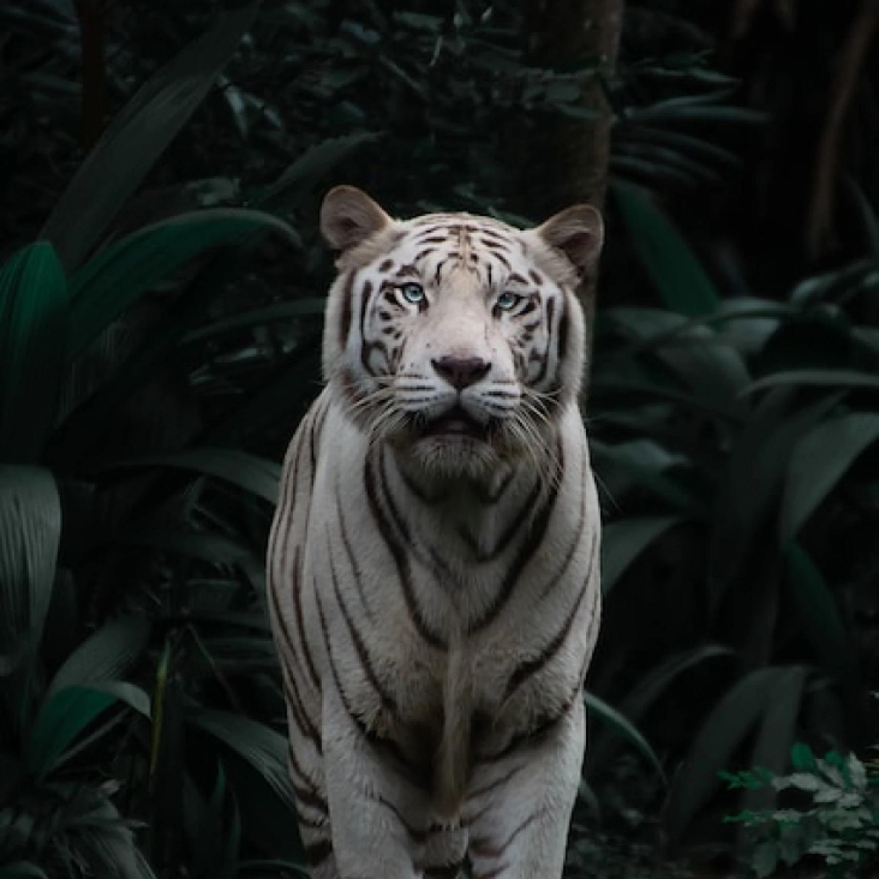 Tigre en centro de rescate animal